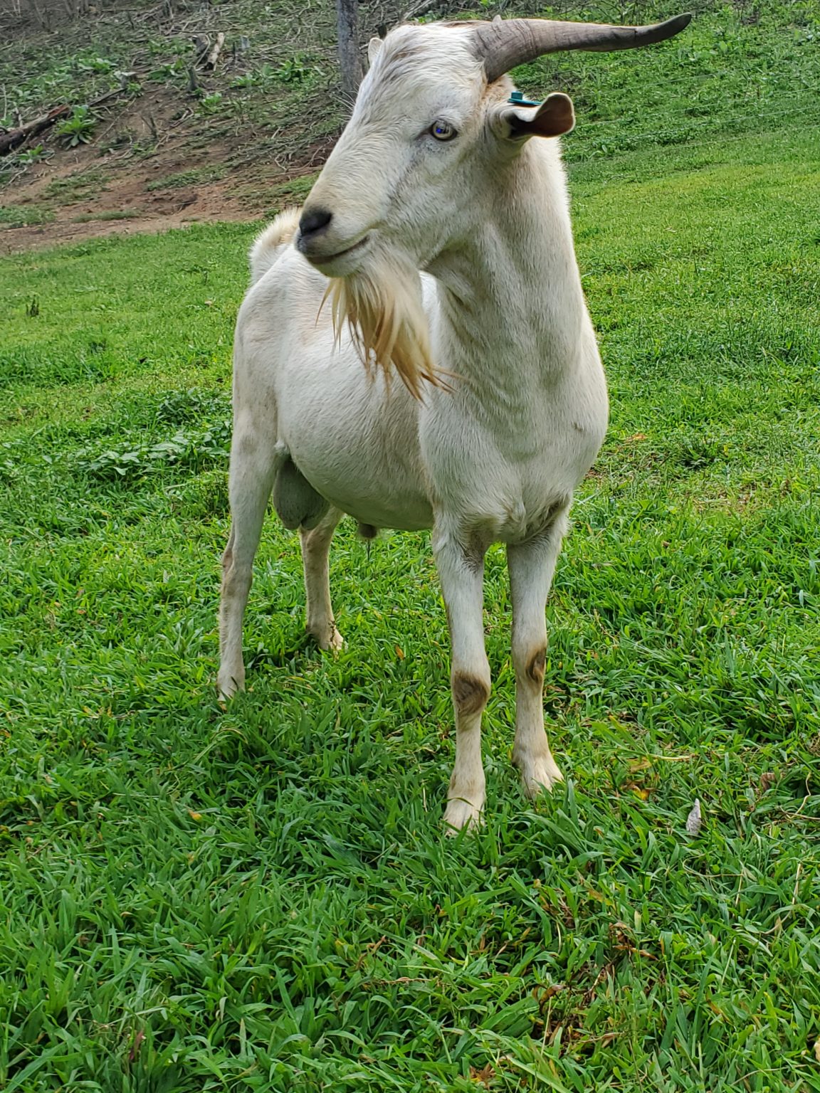 Kiko Goats