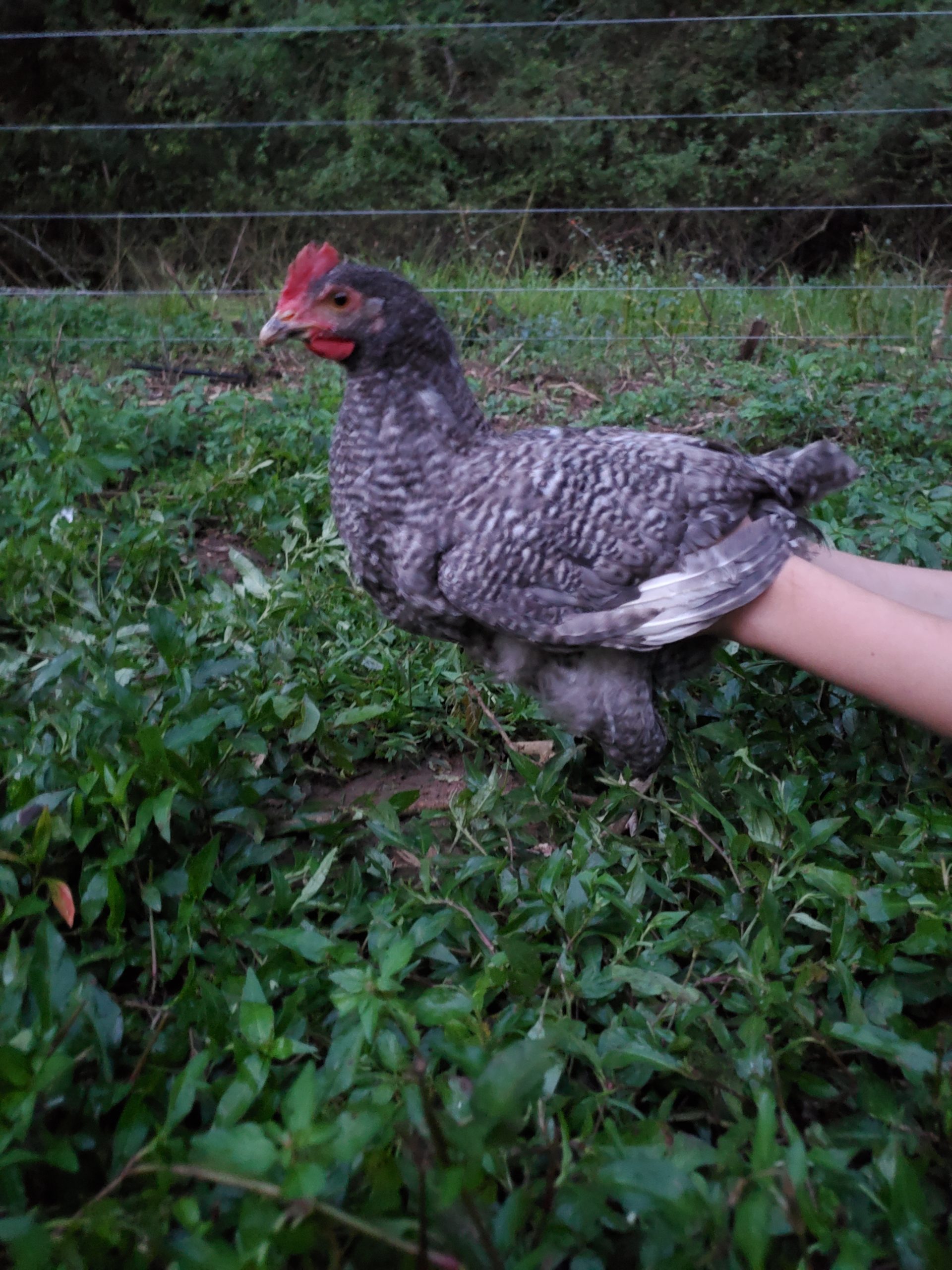Chickens - Carolina Blue Hen