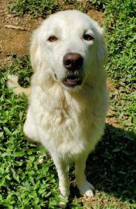 Maremmas - Female Maremma dog in grass.