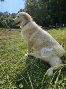 Maremmas - Female Maremma dog in grass.