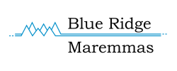 Maremmas For Sale